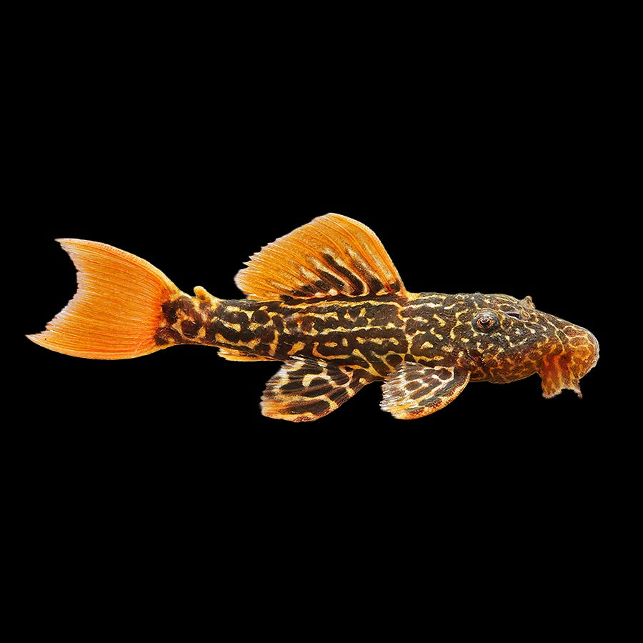 Pleco Leopard Cactus L600 (Pseudacanthicus Leopardus)