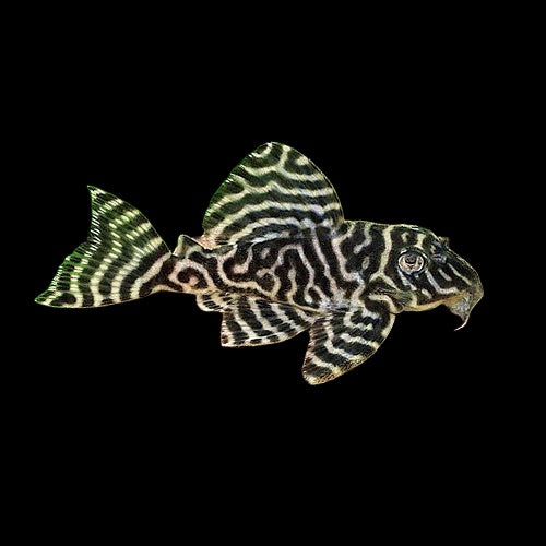 Pleco King Tiger L066 (Hypancistrus Sp.)