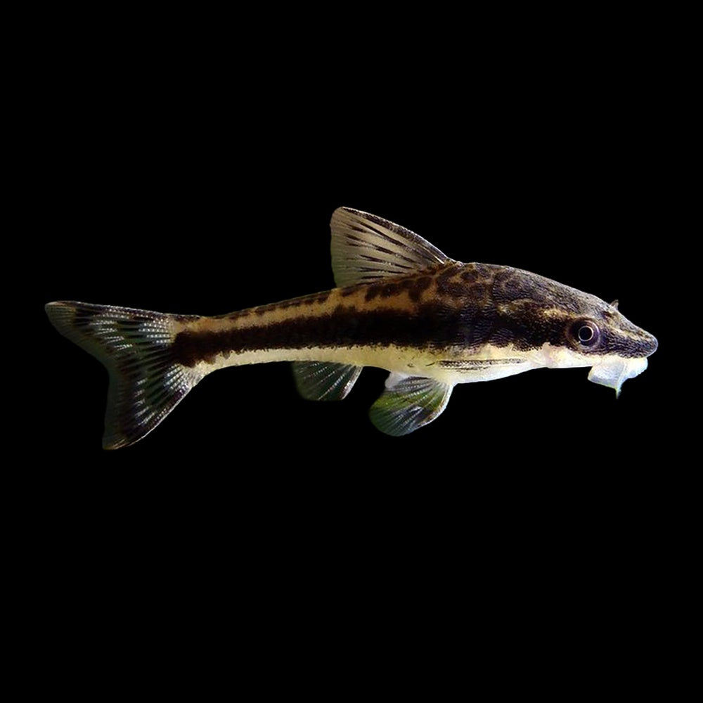 Catfish Otocinclus (Otocinclus Affinis)