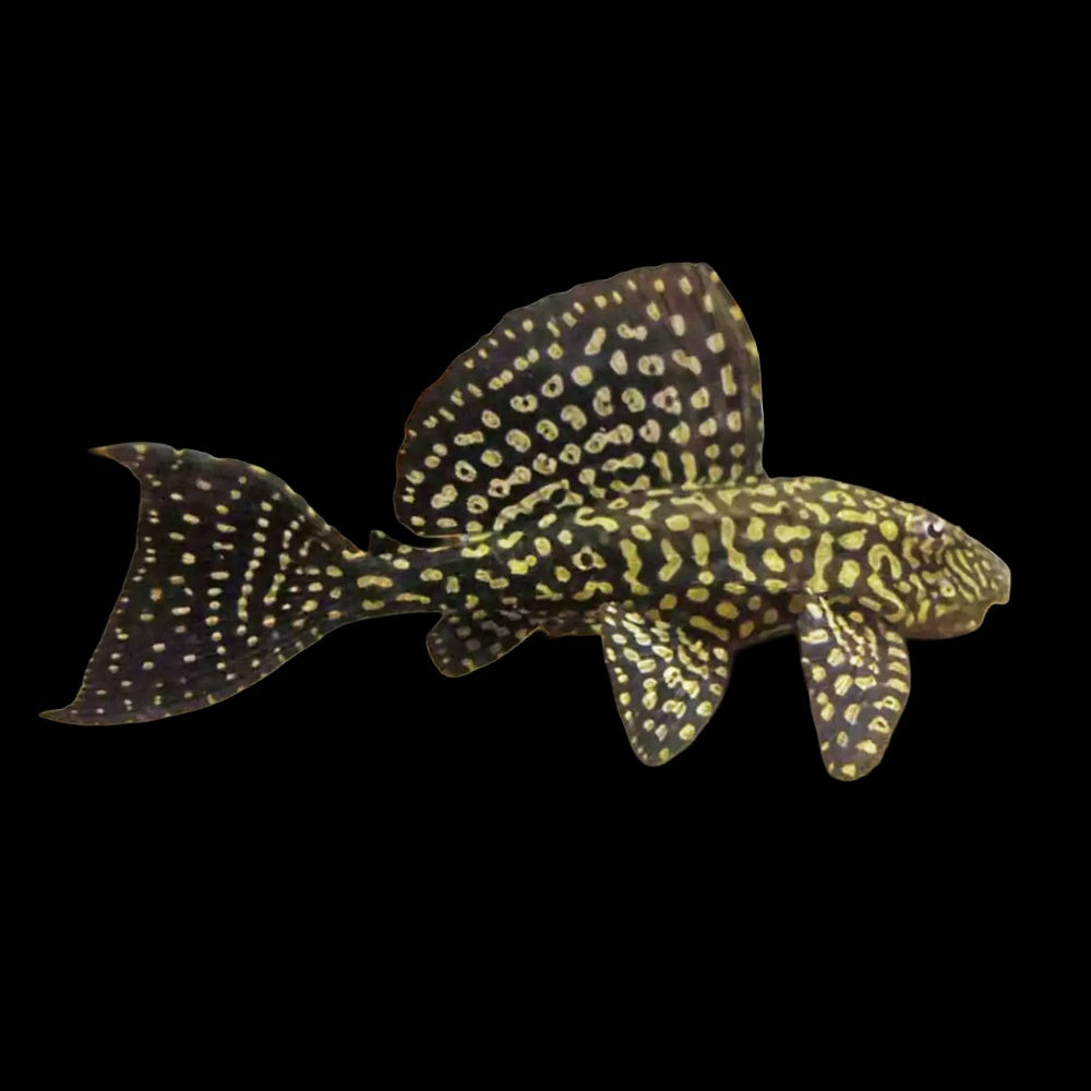 Plecostomus Gold Spot L001 (Pterygoplichthys Joselimaianus)