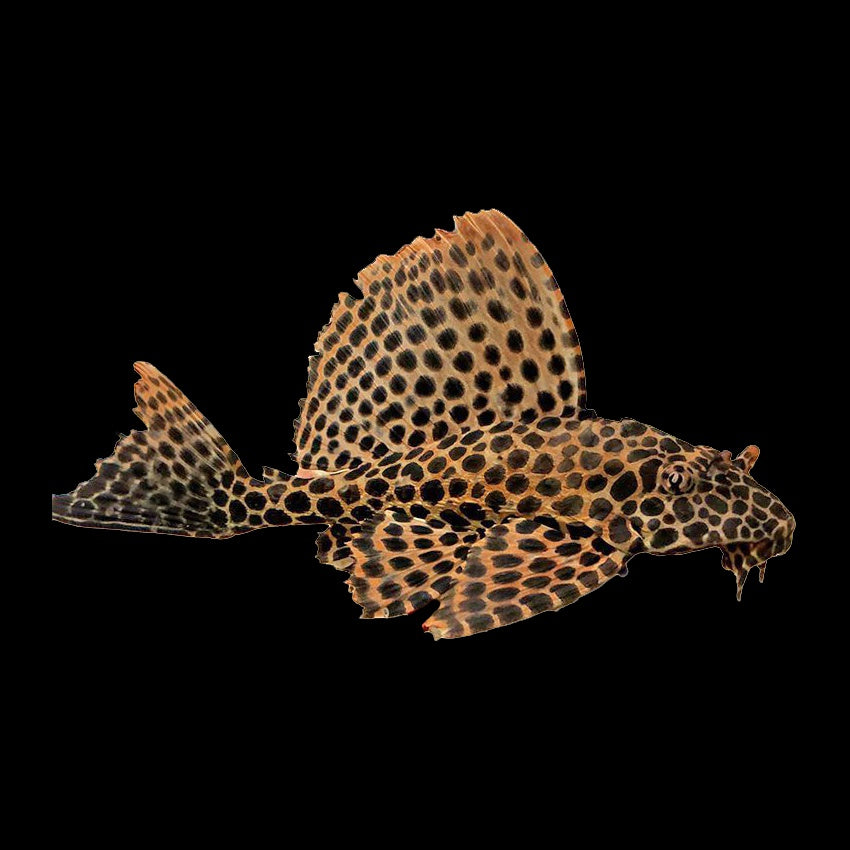 Plecostomus Sailfin (Pterygoplichthys Gibbiceps)