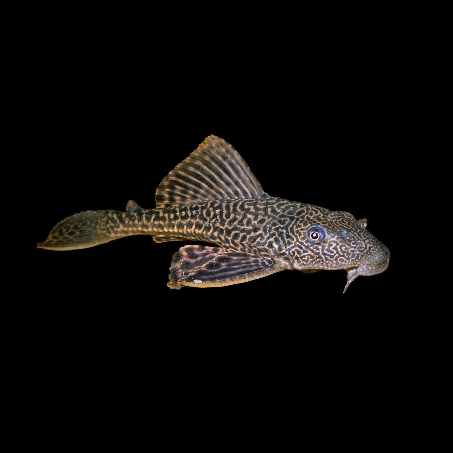 Plecostomus Common (Hypostomus Plecostomus)