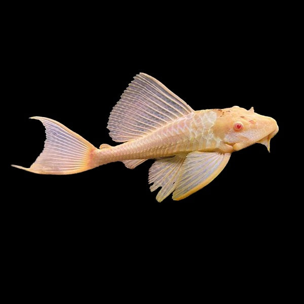 Plecostomus Sailfin Albino (Pterygoplichthys Gibbiceps)