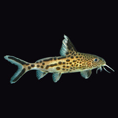 Catfish Synodonthis Petricola