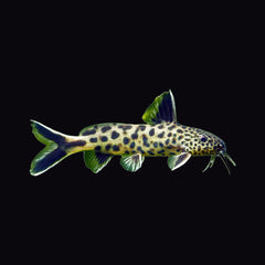 Catfish Cuckoo (Synodonthis Multipunctatus)