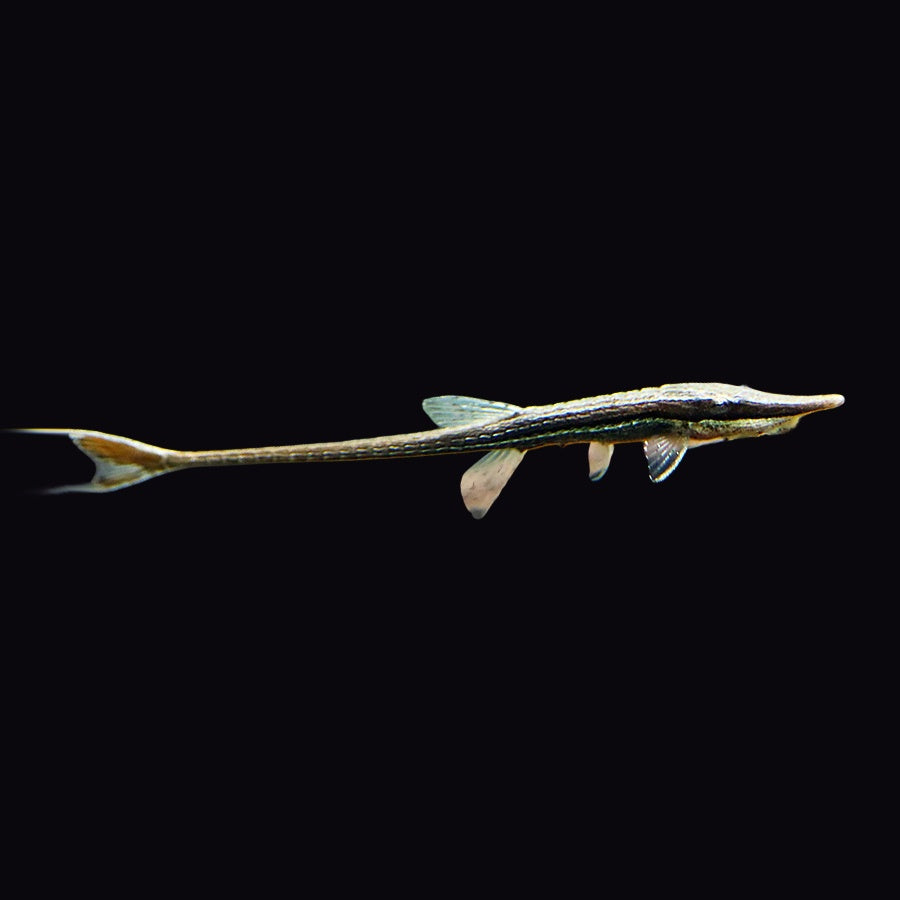 Catfish Twig (Farlowella Acus)