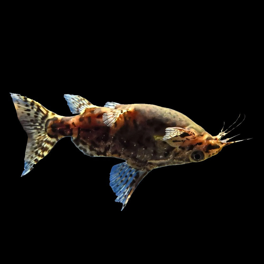 Catfish Upside Down (Synodontis Nigriventris)