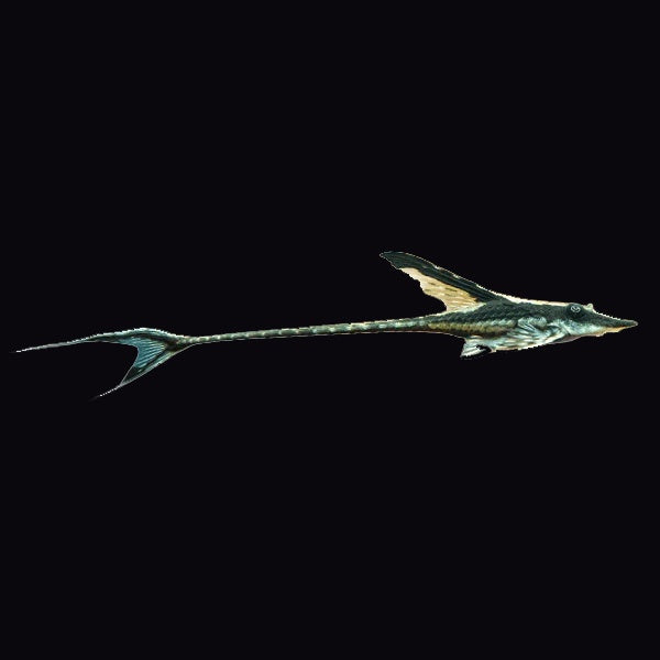 Catfish Whiptail Royal (Sturisoma Panamense)