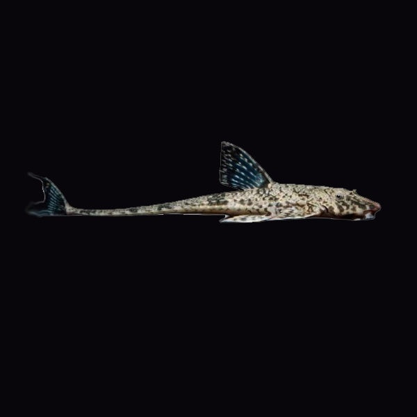 Catfish Whiptail (Loricariidae Sp.)