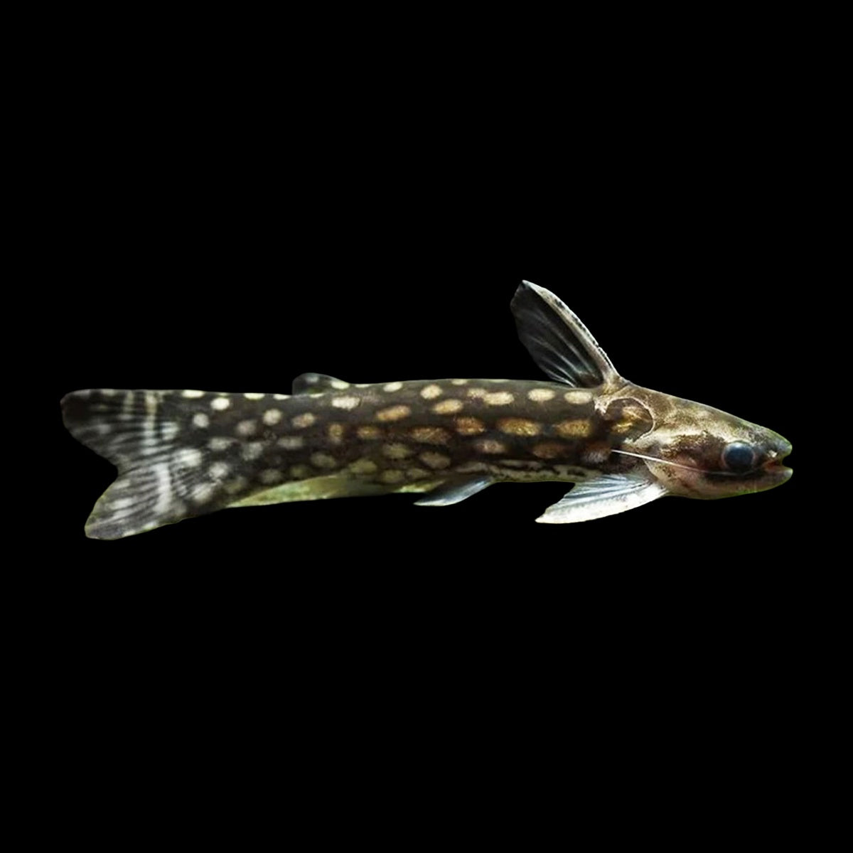 Catfish Milky Way Wood (Tatia Galaxias)