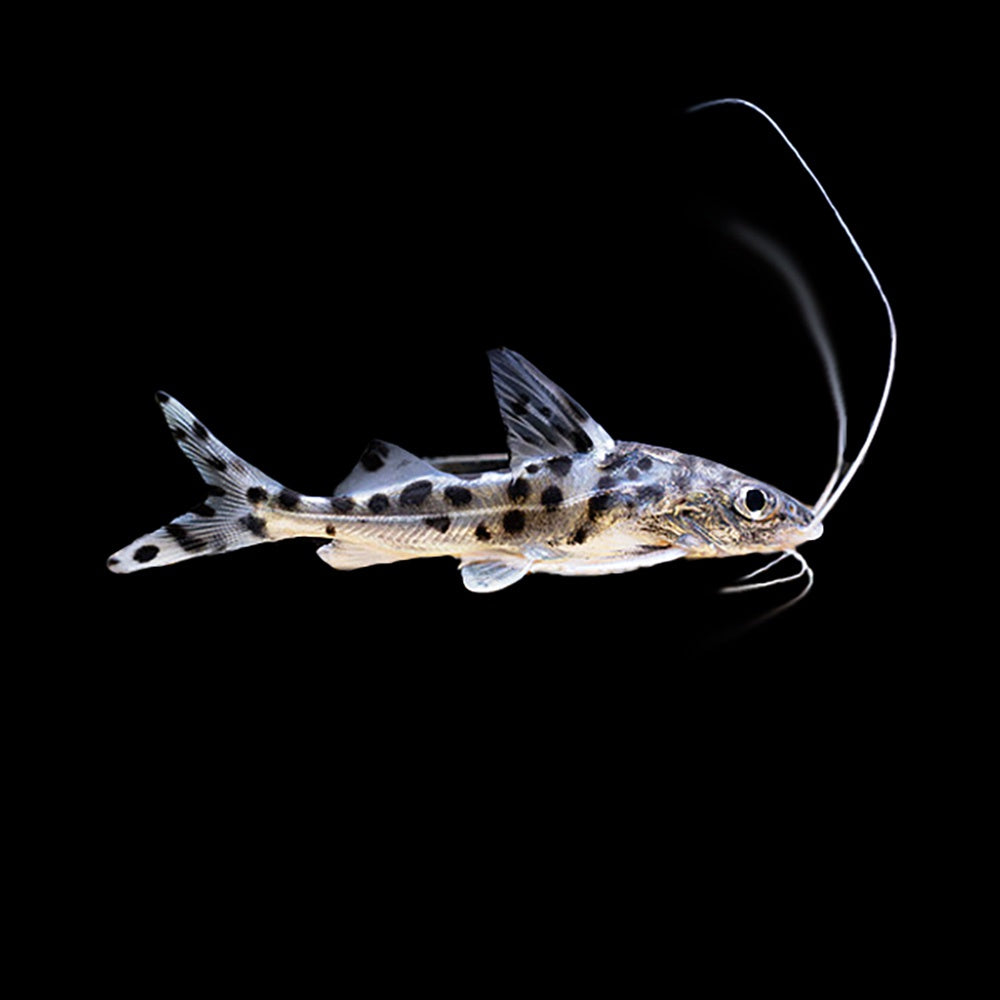 Catfish Pictus (Pimelodus Pictus)