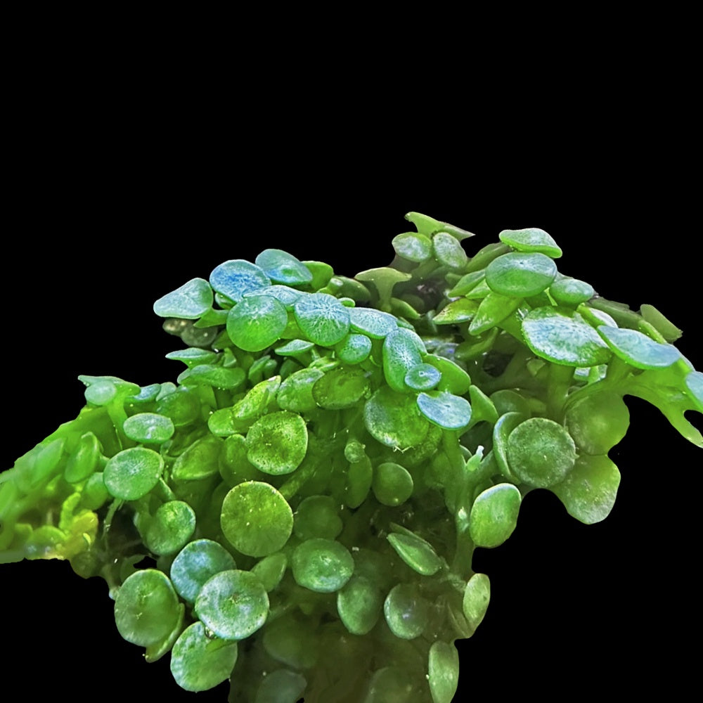Caulerpa Racemosa Peltata (Golf Ball)