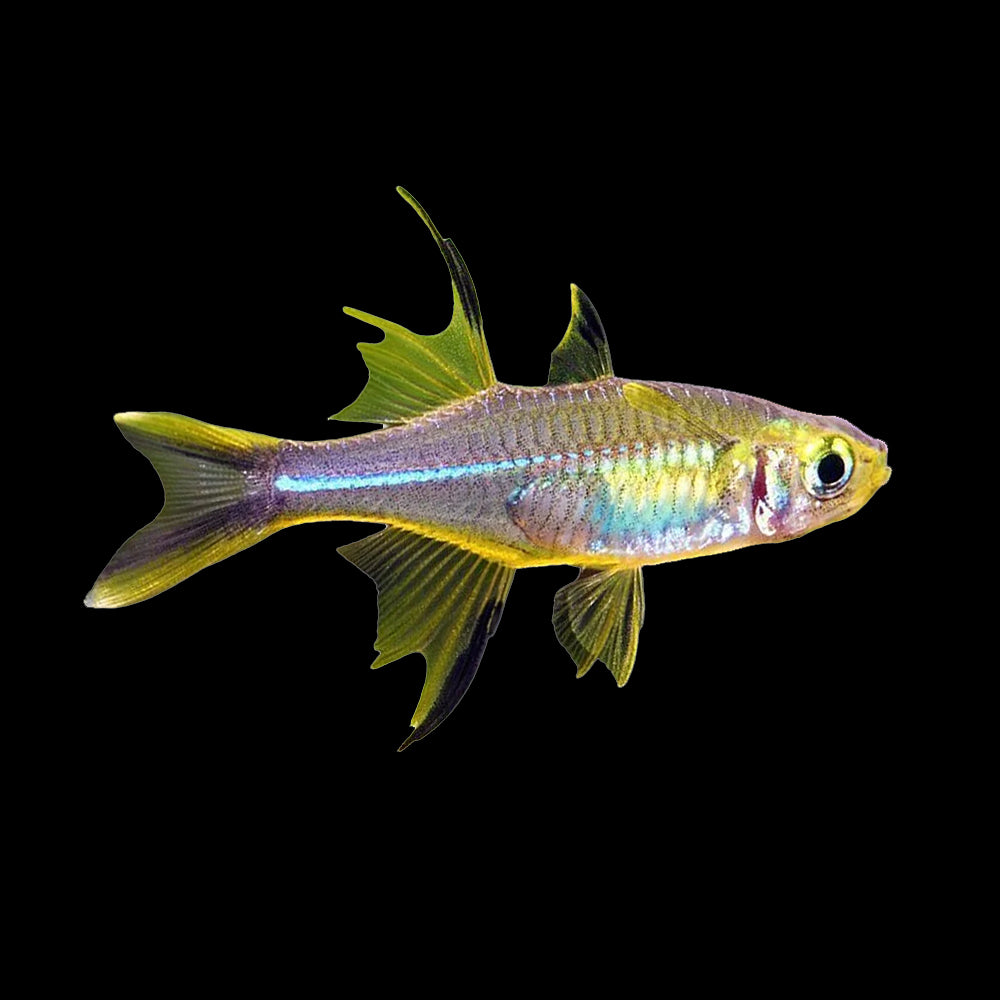 Rainbow Fish Rainbow Celebes (Marosatherina Ladigesi)