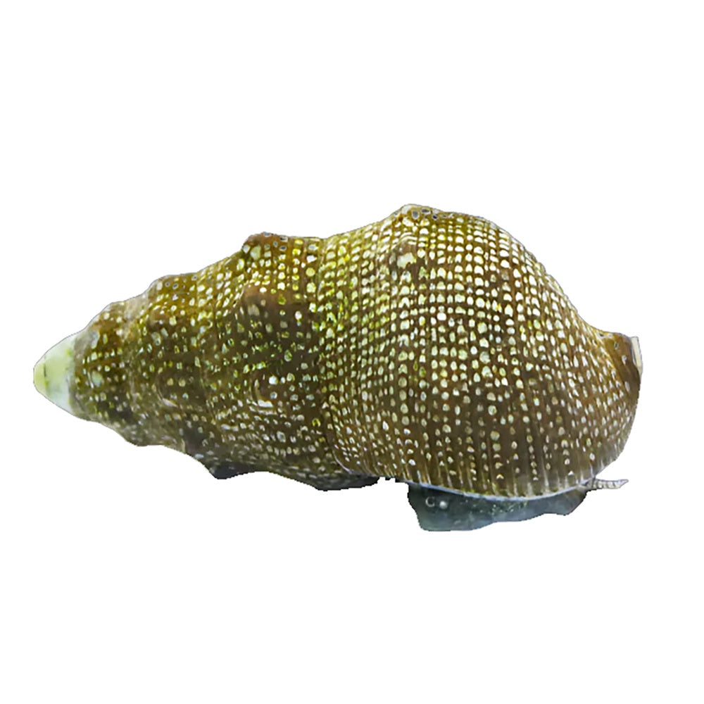 Cerith Snail (Cerithium Litertatum)