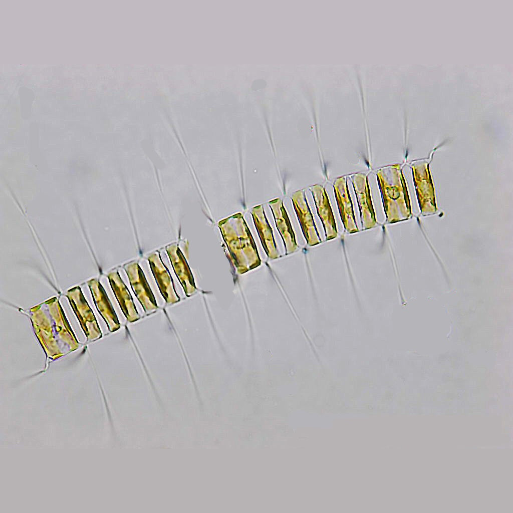 Live Phytoplankton - Chaetoceros Muelleri