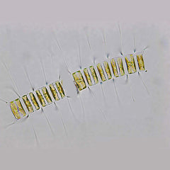Live Phytoplankton - Chaetoceros Muelleri