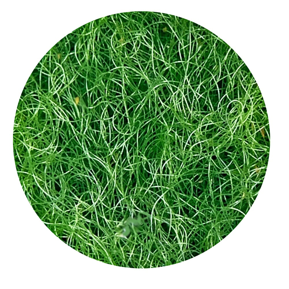 Chaetomorpha (Chaeto) Macroalgae