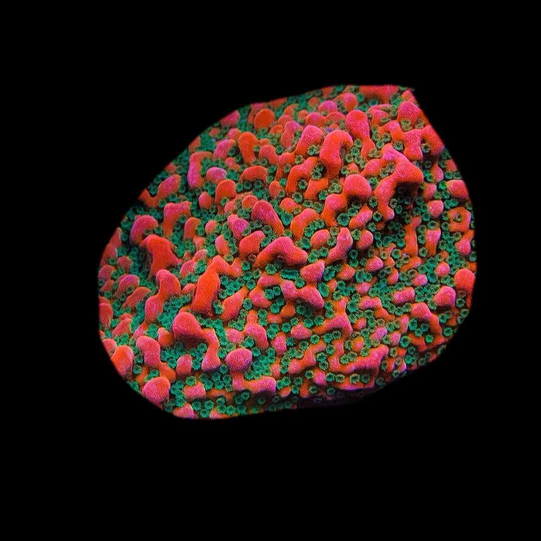 Montipora Cherry Tree
