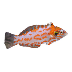 Choati Wrasse (Macropharyngodon Choati)