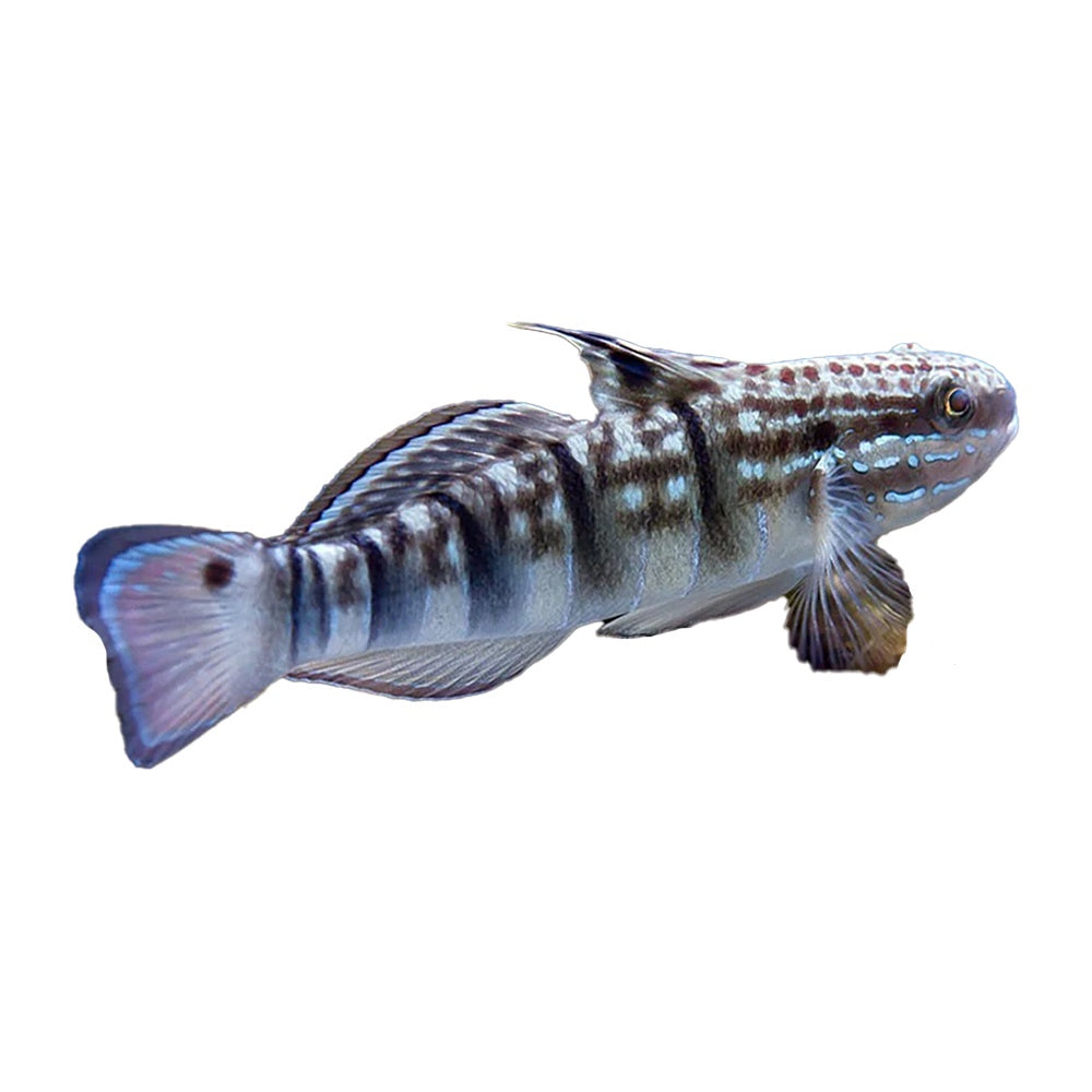 Chocolate Goby (Amblygobius Phalaena)