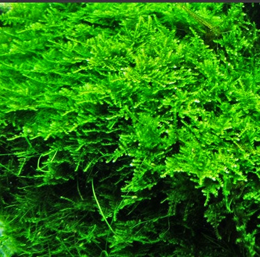 Christmas Moss - Vesicularia Montagnei