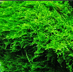 Christmas Moss - Vesicularia Montagnei
