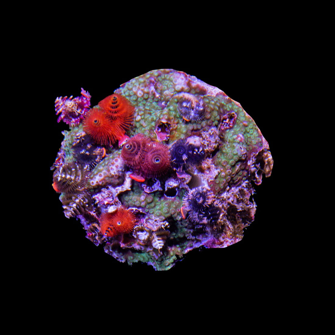 Christmas Tree Worm (Spirobranchus Giganteus)