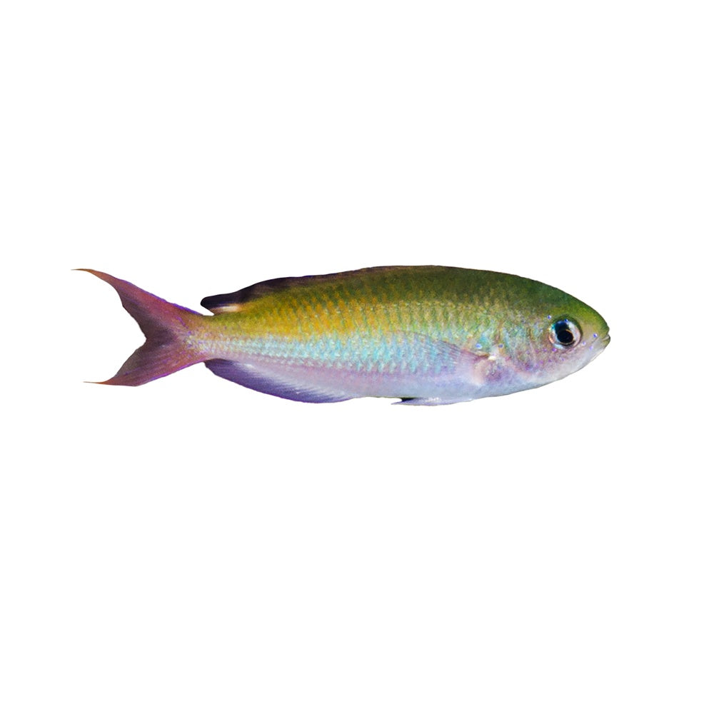Chromis Purple (Lepidozygus Tapeinosoma)