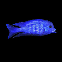 Cichlid Blue Dolphin (Cyrtocara Moorii)