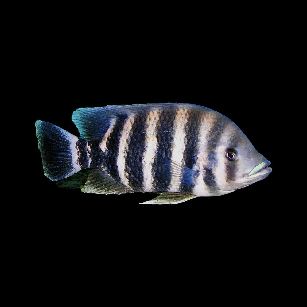Butterkoferi Cichlid (Heterotilapia buttikoferi)