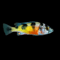 Cichlid Crimson Tide (Astatotilapia Latifasciata)