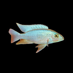 Cichlid Electric Blue White Knight (Sciaenochromis Fryeri)