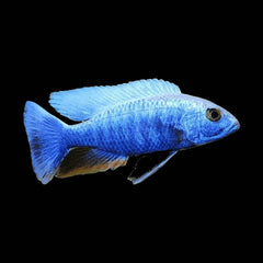 Cichlid Electric Blue (Sciaenochromis Fryeri)