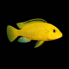 Cichlid Electric Yellow (Labidochromis Caeruleus)