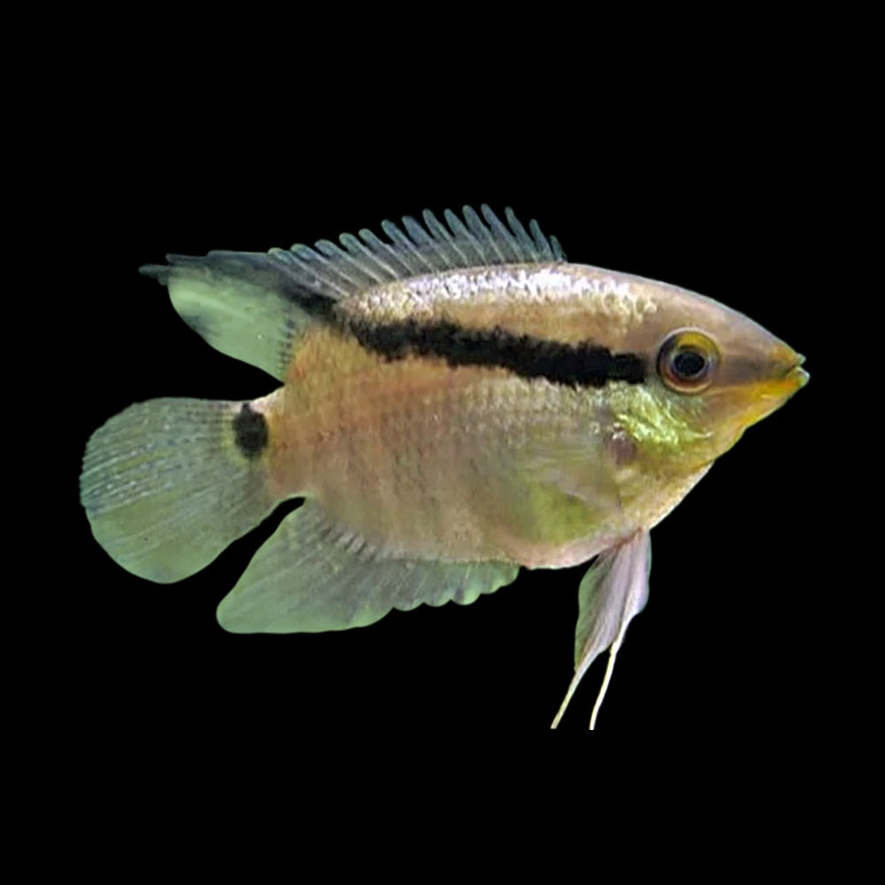 Cichlid Festivum (Mesonauta Festivus)