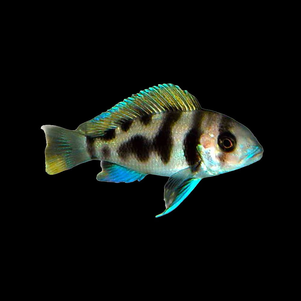 Frontosa Black Widow (Cyphotilapia Frontosa)
