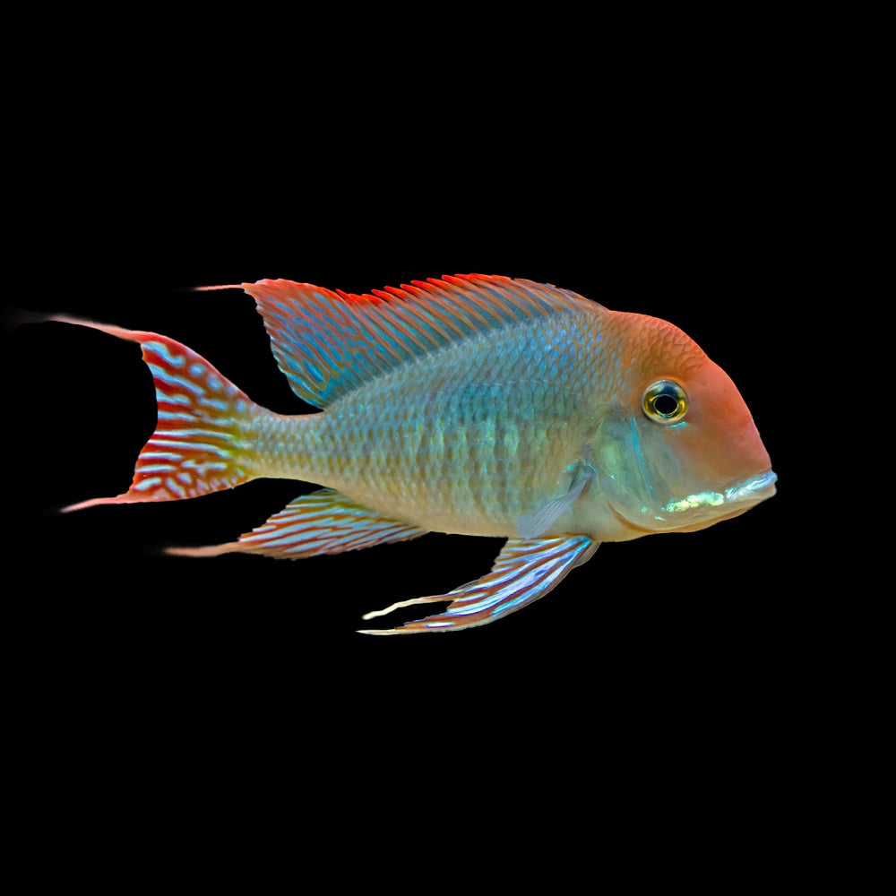 Cichlid Eartheater Red Head (Geophagus Tapajos)