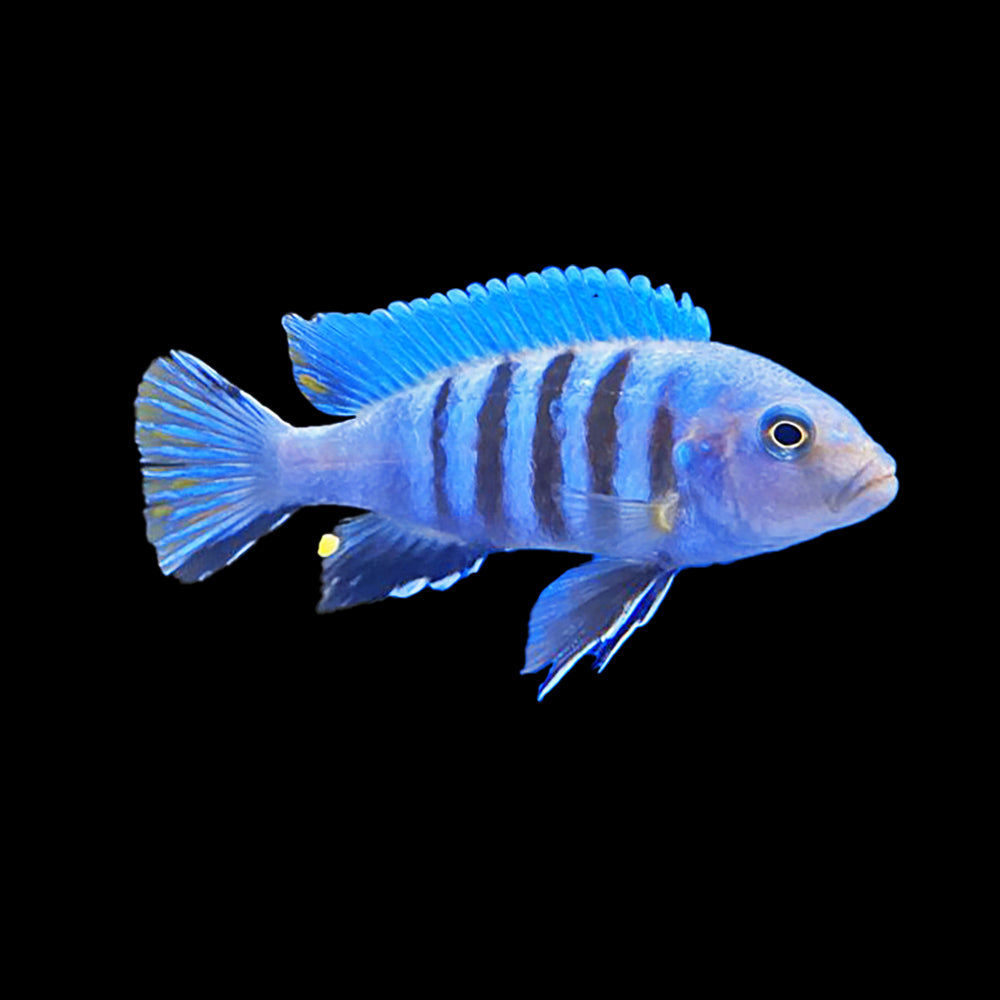 Cichlid Kingsizei (Metriaclima Pulpican)