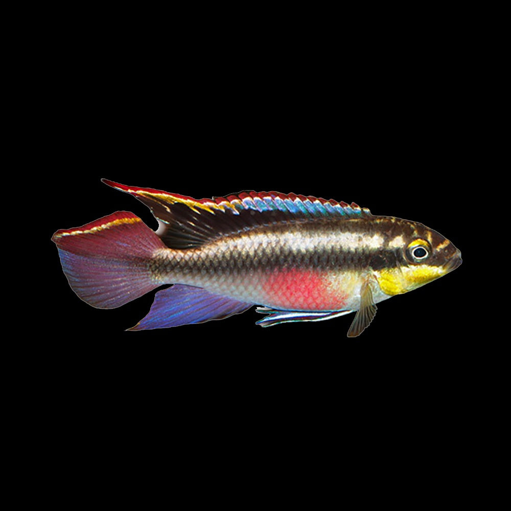 Cichlid Kribensis (Pelvicachromis Pulcher)