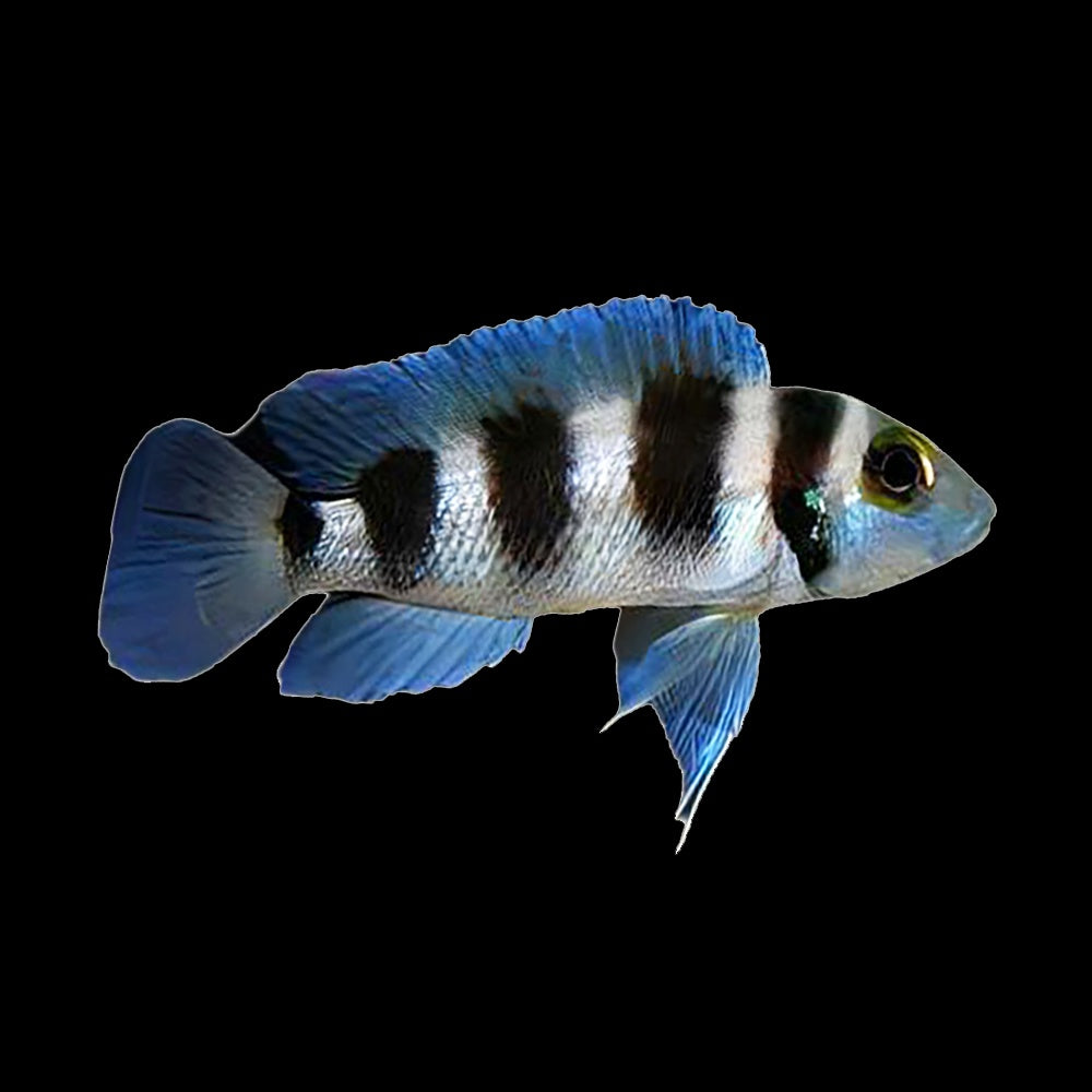 Cichlid Neolamprologus Tretocephalus