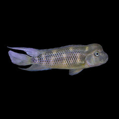 Cichlid Lionhead (Steatocranus Casuarius)