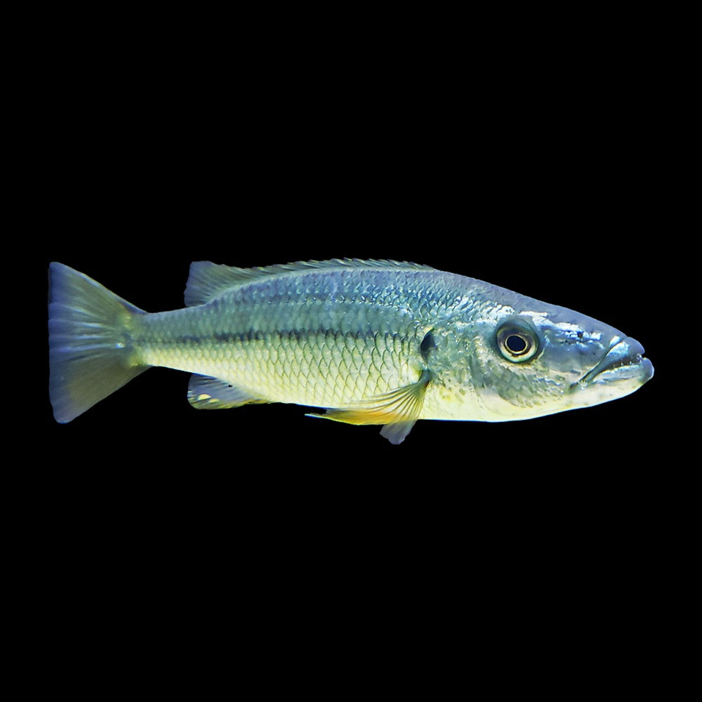 Cichlid Malawi Barracuda (Rhamphochromis Sp)