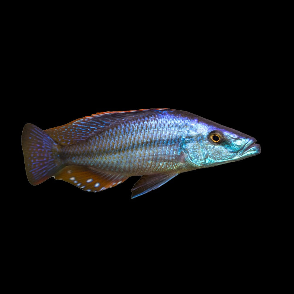 Cichlid Dimidiochromis Strigatus