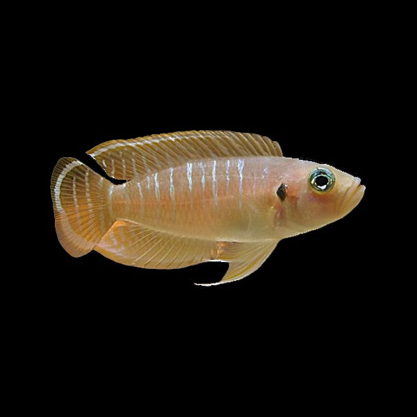 Cichlid Neolamprologus Ocellatus