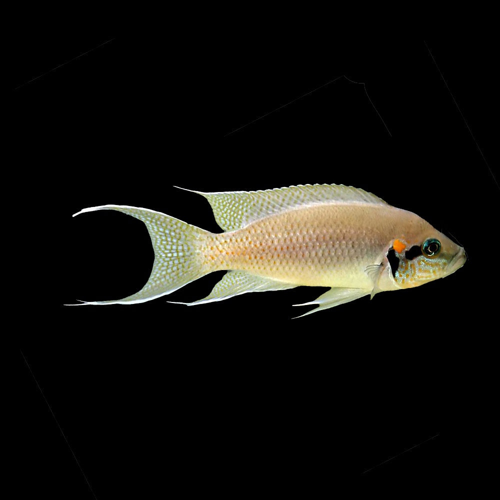 Cichlid Princess (Neolamprologus Brichardi)