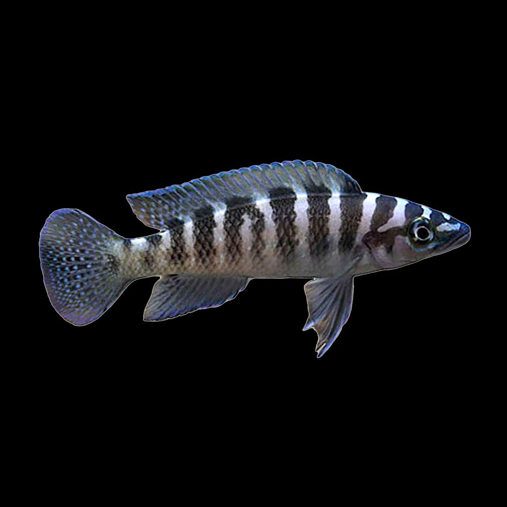 Cichlid Neolamprologus Cylindricus