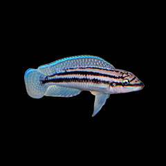 Cichlid Blue Julie (Julidochromis Dickfeldi)