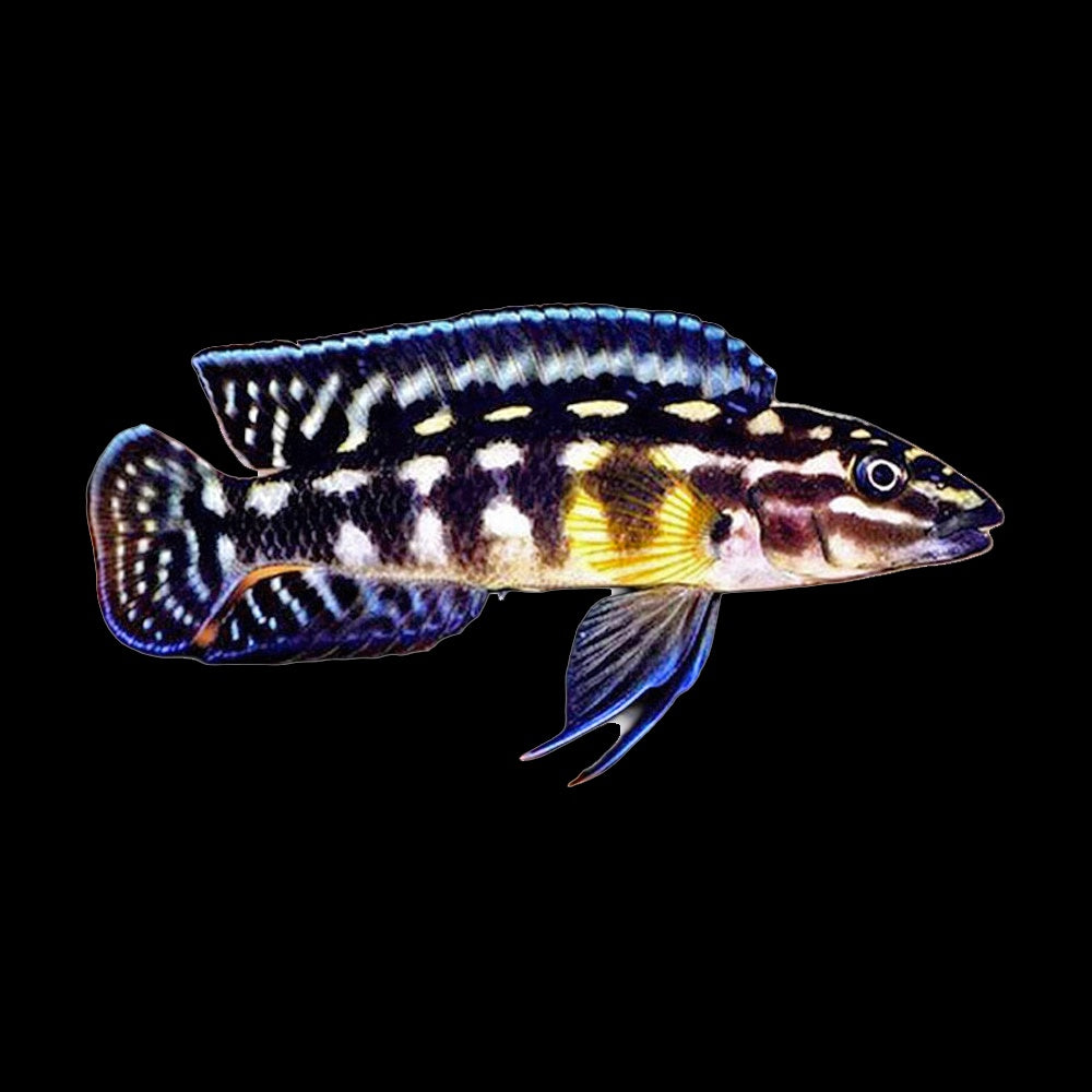 Cichlid Julie Marlieri (Julidochromis Marlieri)