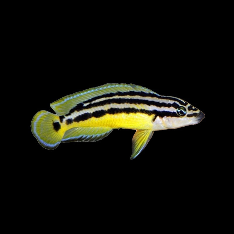 Cichlid Julie Golden (Julidochromis Ornatus)
