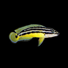Cichlid Julie Golden (Julidochromis Ornatus)